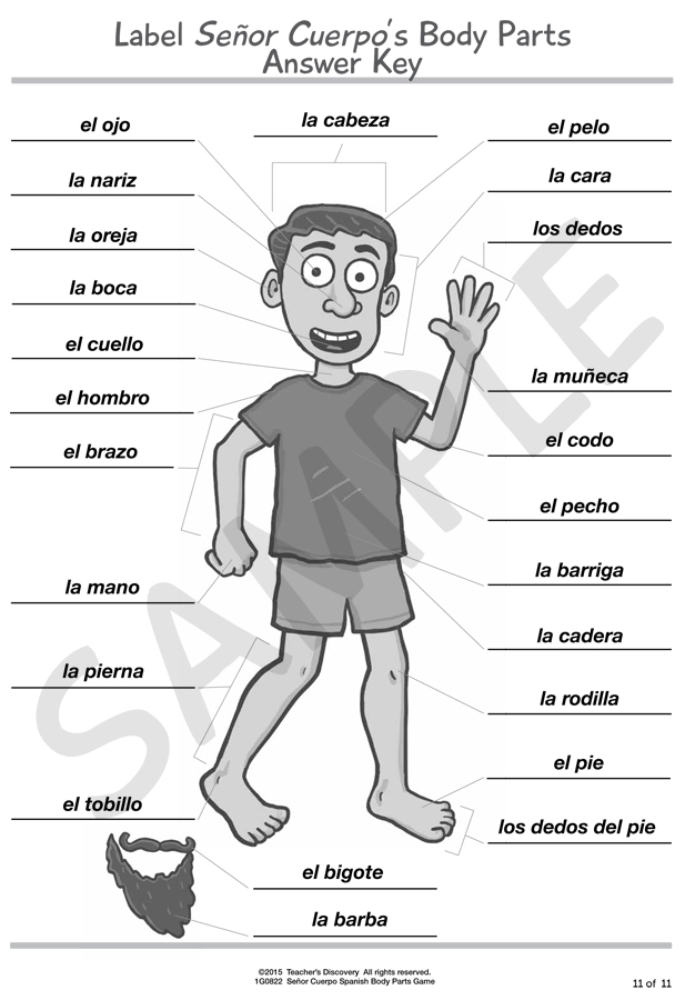 Las Partes Del Cuerpo Spanish Quiz Quizizz Sexiz Pix